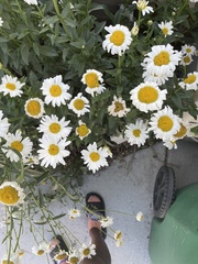 Leucanthemum maximum