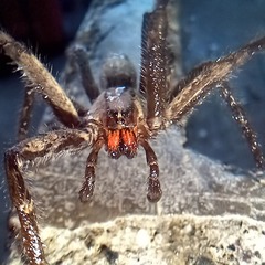 Cupiennius chiapanensis