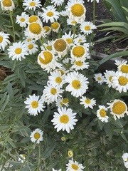 Leucanthemum maximum