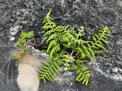 Pityrogramma chrysophylla gabrielae