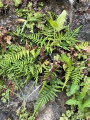 Pityrogramma chrysophylla gabrielae