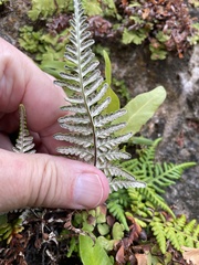 Pityrogramma chrysophylla gabrielae