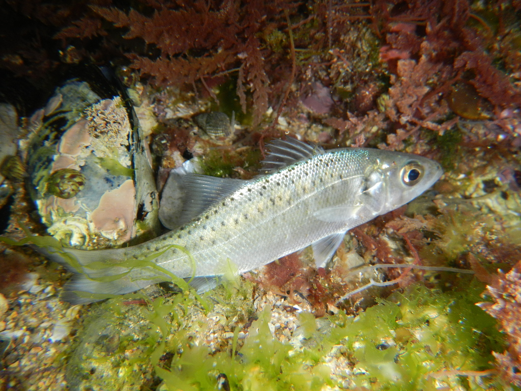 Spotted Seabass