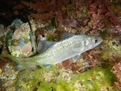 Dicentrarchus punctatus