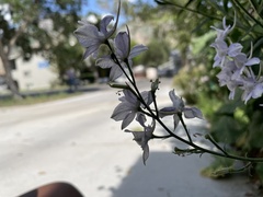 Delphinium ajacis