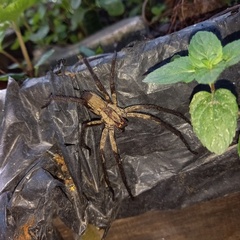 Cupiennius chiapanensis