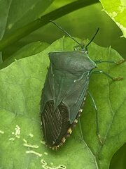 Piezosternum subulatum