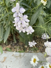 Delphinium ajacis