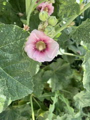 Alcea