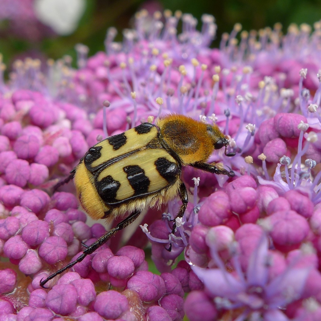 French Flower Chafer, photo 1 of 10