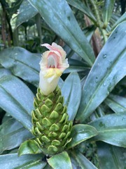 Costus guanaiensis macrostrobilus