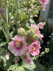 Alcea
