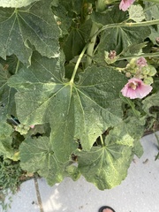 Alcea
