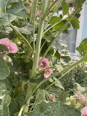 Alcea
