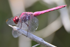Orthemis discolor