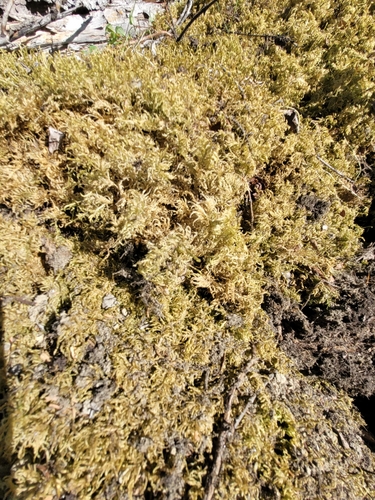 stairstep moss