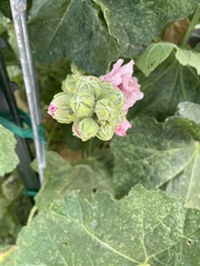 Alcea