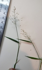 Dichanthelium villosissimum