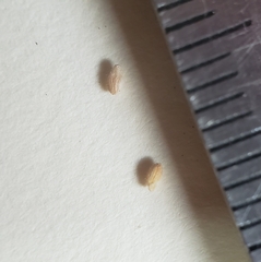 Dichanthelium villosissimum