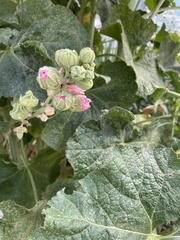 Alcea