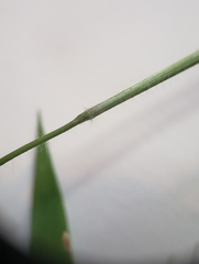 Dichanthelium villosissimum