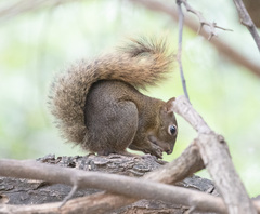Sciurus ignitus