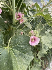 Alcea
