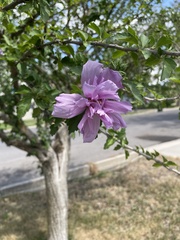 Hibiscus syriacus