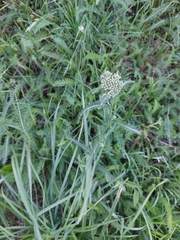 Achillea millefolium