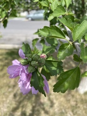 Hibiscus syriacus