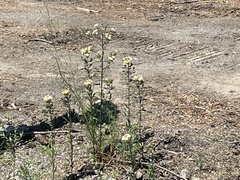 Collomia grandiflora