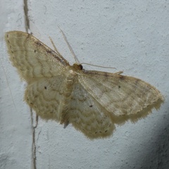 Idaea fuscovenosa