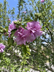 Hibiscus syriacus