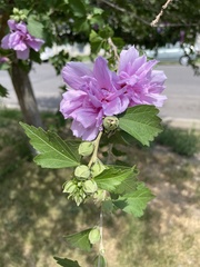 Hibiscus syriacus