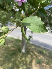 Hibiscus syriacus
