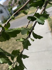 Hibiscus syriacus