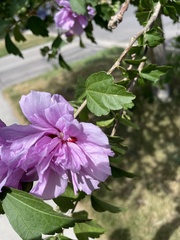 Hibiscus syriacus