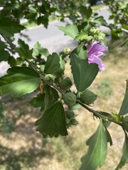 Hibiscus syriacus