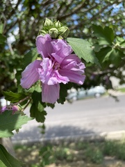 Hibiscus syriacus