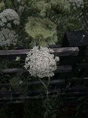 Daucus carota
