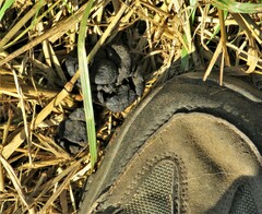 Tragelaphus sylvaticus sylvaticus