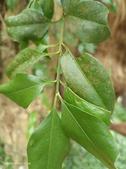 Euonymus spraguei