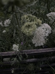 Daucus carota