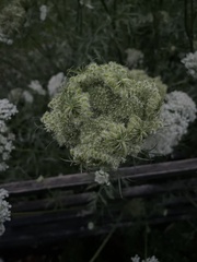 Daucus carota