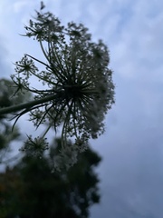 Daucus carota