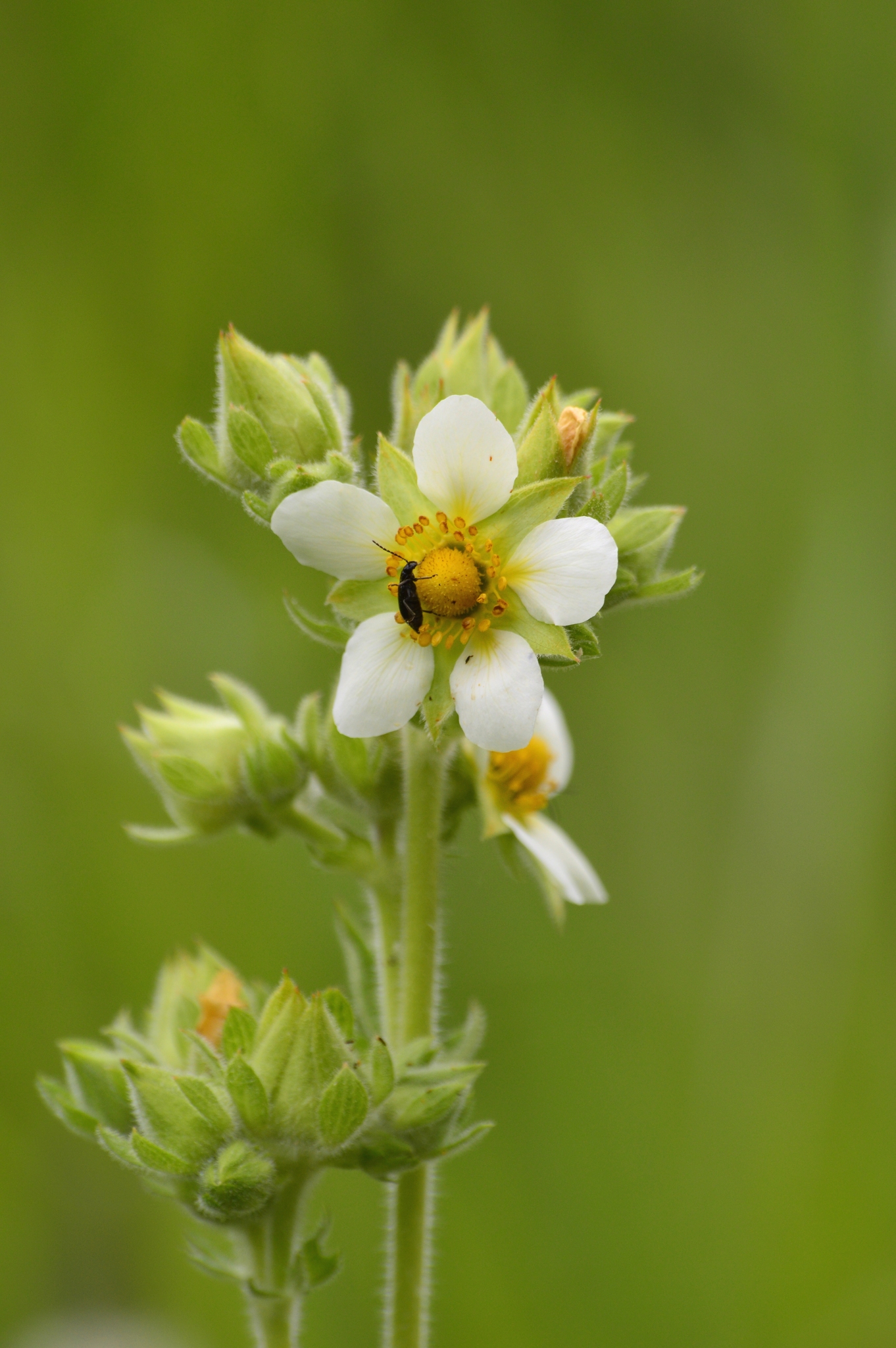 Drymocallis arguta