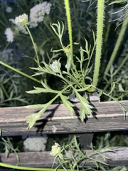 Daucus carota