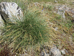 Carex circinata