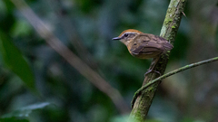 Conopophaga melanops