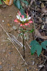 Alstroemeria caryophyllaea